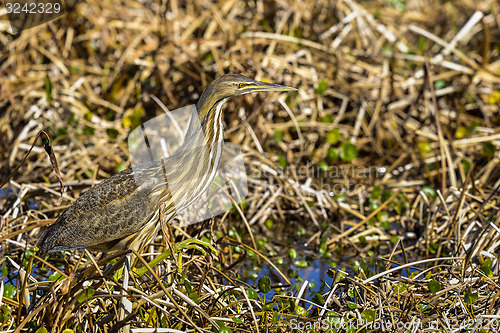 Image of american bittern, botaurus lentiginosus