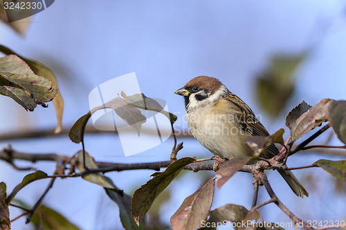 Image of tree sparrow, passer montanus