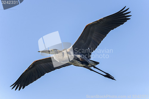 Image of great blue heron, ardea herodias, venice, florida