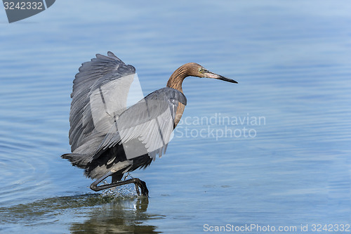 Image of reddish egret,  egretta rufescens