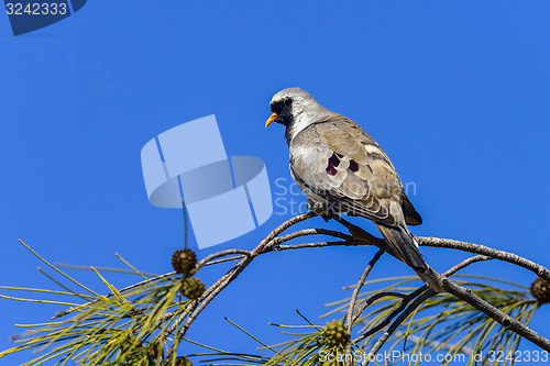 Image of namaqua dove, ifaty