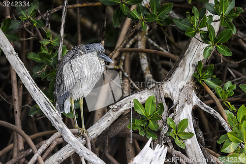 Image of black-crowned night heron, nycticorax nycticorax