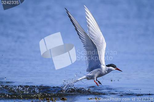 Image of arctic tern, sterna paradisaea