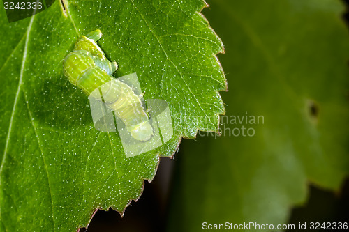 Image of autumnal moth, epirrita autumnata