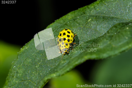 Image of 22-spot ladybird, psyllobora vigintiduopunctata