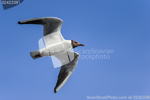 Image of black-headed gull, larus ridibundus