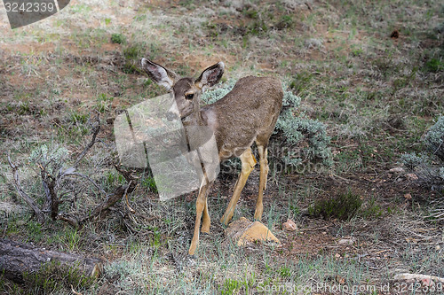 Image of mule deer, az