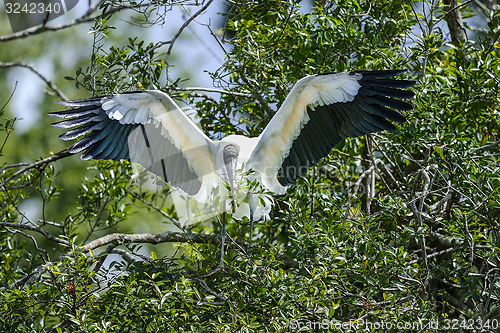 Image of wood stork, mycteria americana