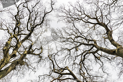 Image of Leafless Treetops