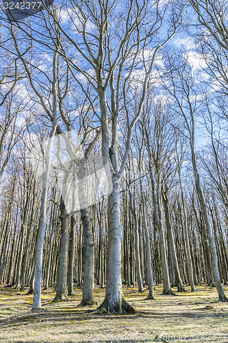 Image of Ghost forest on the Baltic Sea