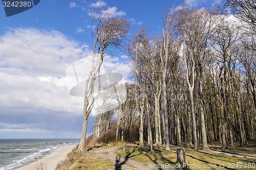 Image of Ghost forest on the Baltic Sea