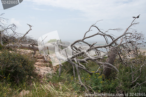 Image of Fallen trees after fire