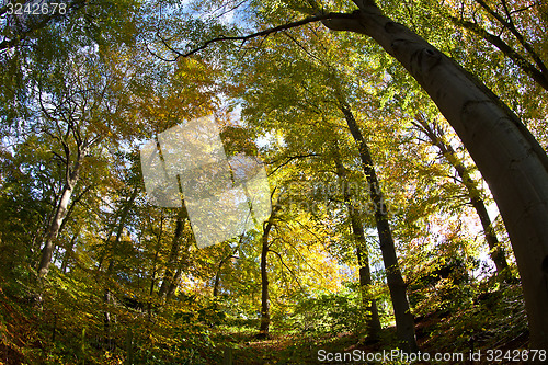 Image of forest