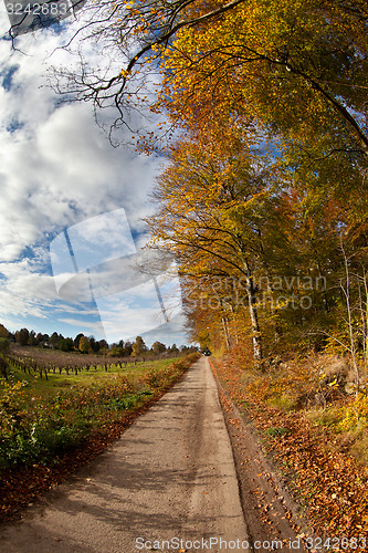 Image of forest