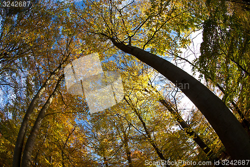 Image of forest