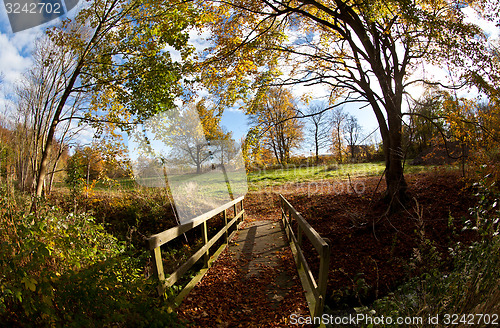 Image of forest