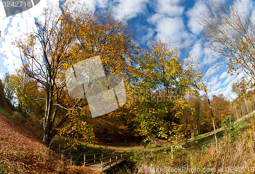 Image of forest