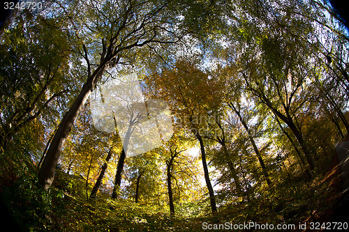 Image of forest