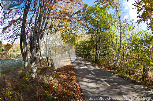 Image of forest