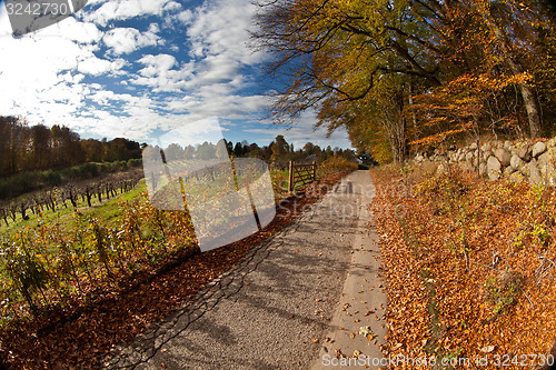 Image of forest