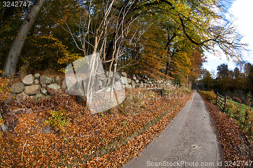 Image of forest