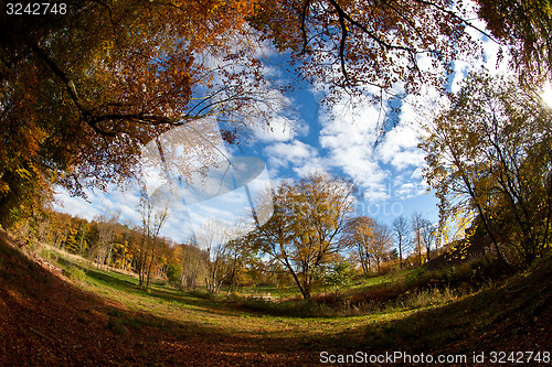 Image of forest