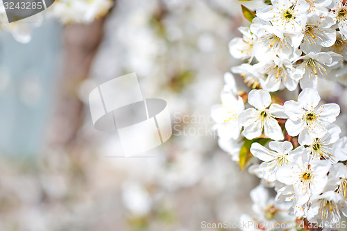 Image of flowers