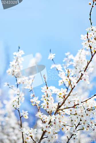 Image of spring tree