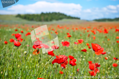 Image of poppy field