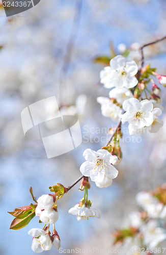 Image of flowers