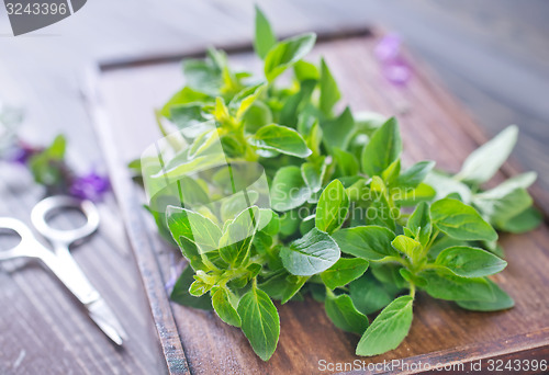 Image of aroma herbs