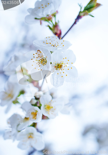 Image of nature