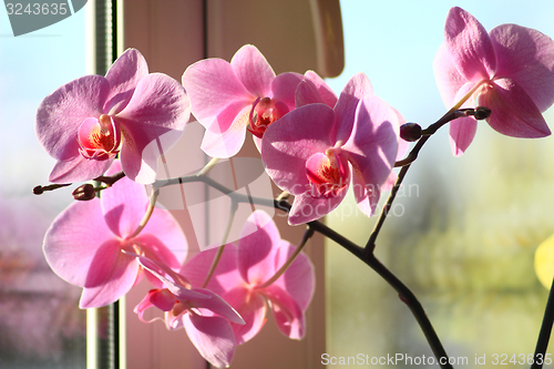 Image of blossoming pink orchid