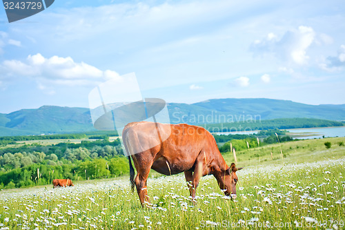 Image of nature