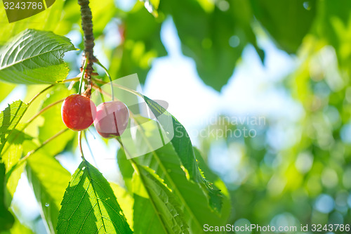Image of cherry