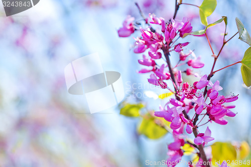 Image of pink flowers