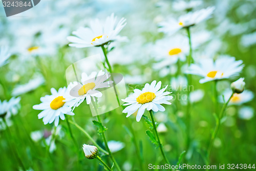 Image of camomille field