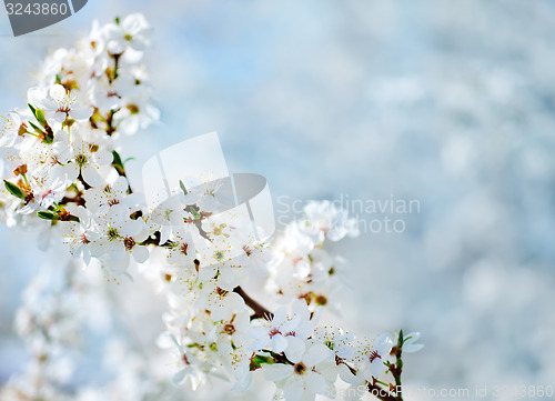Image of spring tree