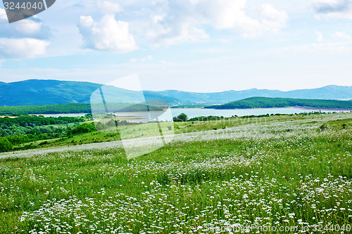 Image of camomille field