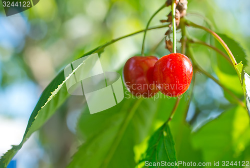 Image of cherry