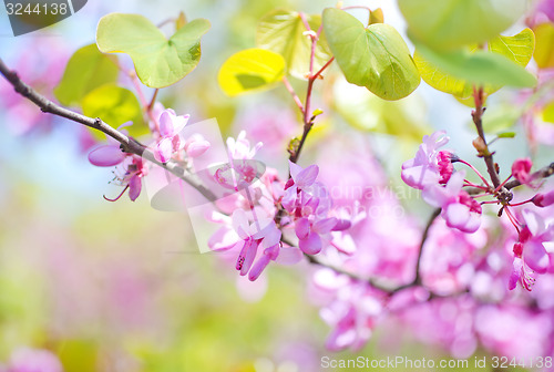 Image of pink flowers