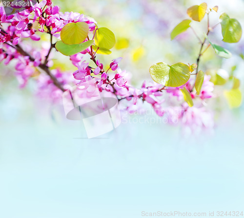 Image of pink flowers