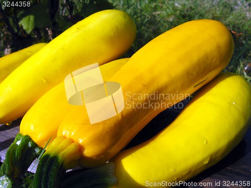 Image of yellow squashes