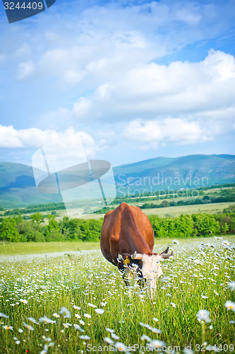 Image of caws in field