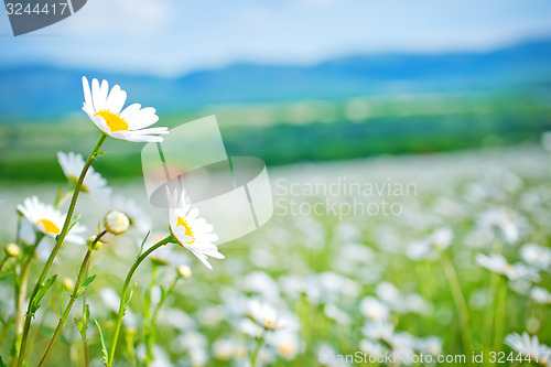 Image of nature