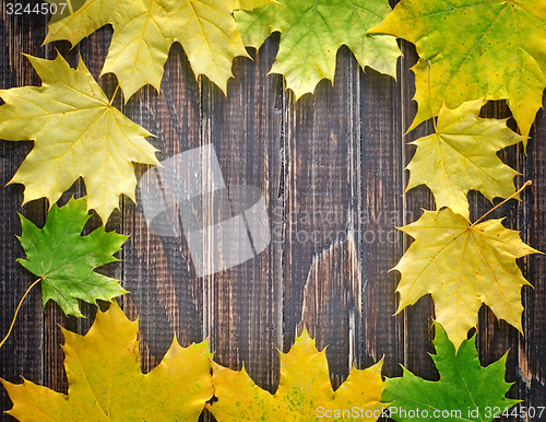 Image of yellow leaves