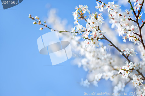 Image of spring tree