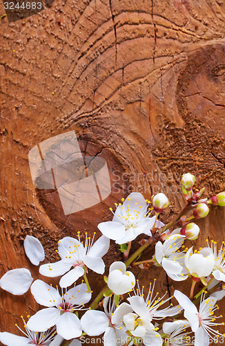 Image of flowers on wooden background