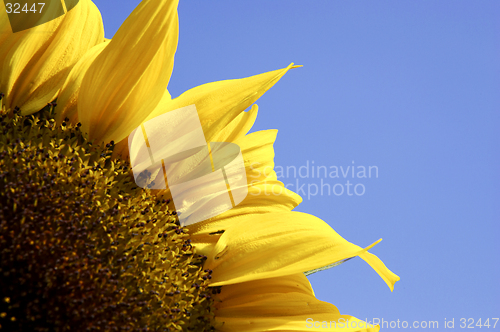 Image of Single yellow sunflower against blue sky