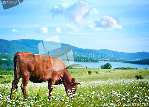 Image of caws in field